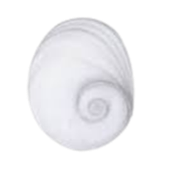 Oeil de Sainte Lucie